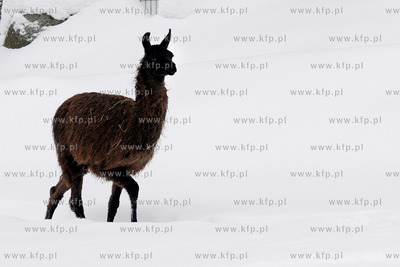 Zima w Miejskim Ogrodzie zoologicznym Wybrzeza w Gdansku...