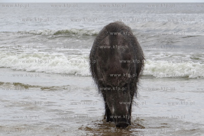 Krynica Morska. Dzik odwiedzil plaze, aby pozywic sie...