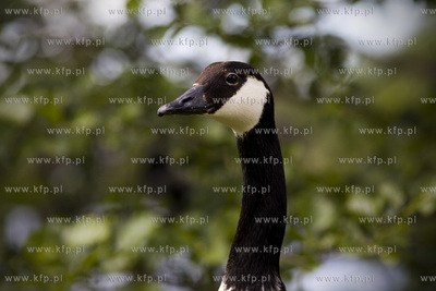 Gęsia rodzina robi furorę w gdańskim Parku Reagana.26.05.2015fot....