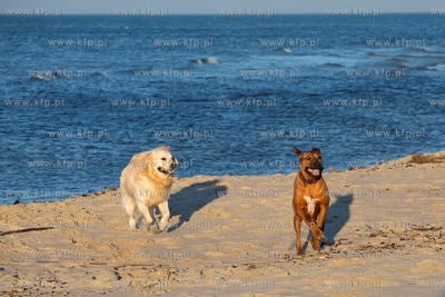 Plaża w Krynicy Morskiej. 16.02.2019 / Fot. Anna Rezulak...
