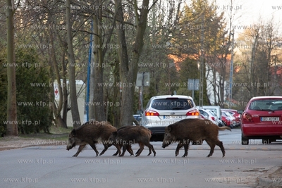 Dziki, Gdańsk, ulica Abrahama. 20.04.2019 Fot. Anna...