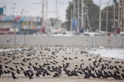 Gdynia. Jesienna, deszczowa pogoda na plazy miejskiej...
