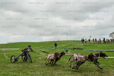 Przywidz. Puchar Polski w Wyscigach Psich Zaprzegow.
17.04.2016
fot....