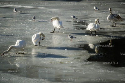 Gdańsk. Mroźny, słoneczny, zimowy dzień. Minusowe...
