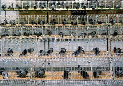 W dniach 5-7 stycznia w halach wystawienniczych Miedzynarodowych...