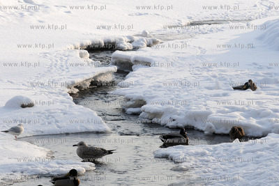 Gdynia Orlowo w zimowej szacie. Nz. ptaki nad Rzeka...
