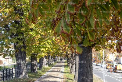 Aleja kasztanowców na koronie wału Kanału Raduni...