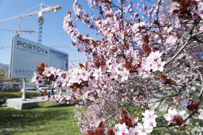 Gdynia Śródmieście. 19.04.2019 Fot. Anna Bobrowska...