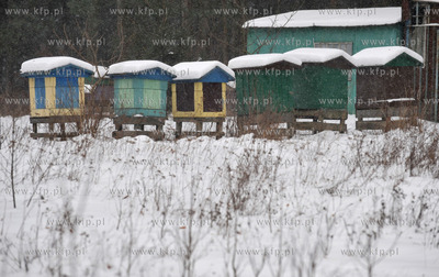 Zimowa pasieka w Sulminie na Kaszubach. 8.01.2010 Fot....
