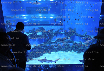 Otwarcie Aquaparku Reda w Redzie. Atrakcją jest akwarium,...