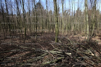 Scinka drzew w Trójmiejskim Parku Krajobrazowymw w...