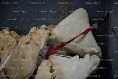 Gdansk. Uniwersytet Gdanski. Rozladunek szkieletu pletwala...