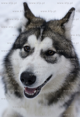 Pies rasy Alaskan Malamut. 12.2012 fot. Pawel Marcinko...