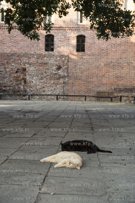 Teren Zamku w Malborku. Upały dokuczają również...