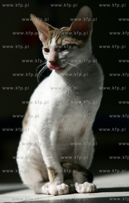 Kosakowo. Kociak rzadkiej rasy cornish rex 20.07.2006...