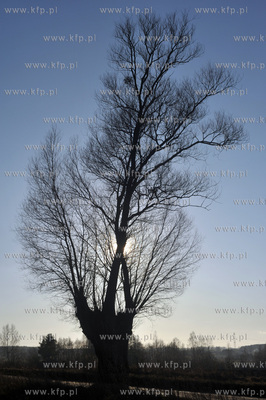 Sulmin wies na Kaszubach. Przydrozne drzewo. 31.12.2011...