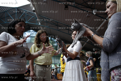 Sopot. Miedzynarodowa wystawa kotow.
08.08.2010
fot....