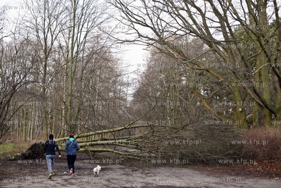 Gdansk. Wichura. Nz. przewalone drzewo w przy alejkach...