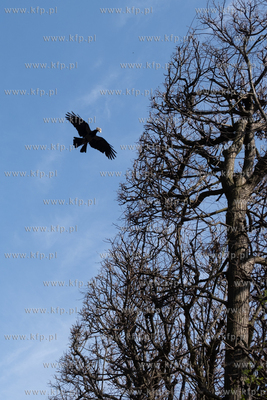 Wiosna w Parku Oliwskim. 15.04.2025 / fot. Anna Rezulak...