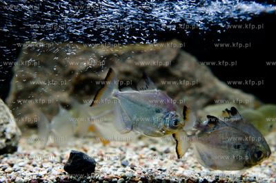 Sopot. Budynek dawnego klubu nocnego Enzym. Nowo otwarte...