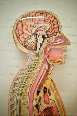 Gdanski Uniwersytet Medyczny. Budynek nr 1. Uroczyste...