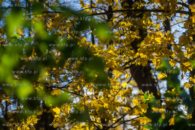 Gdańsk. Jesien w Parku Steffensa.
30.10.2016
fot....