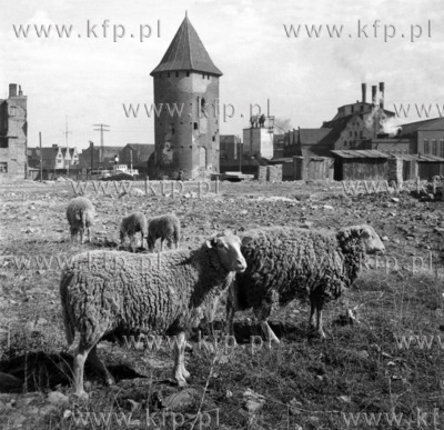 Owce pasa sie na ul. Podwale Staromiejskie w Gdansku....