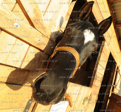 Reda k/Wejherowa. Stadnina Koni Pegaz po pozarze, w...