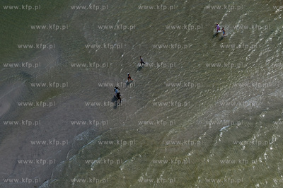 Marsz Sledzia odbywa sie Rybitwia Mielizna (Rewa Mew)...