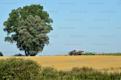 Wies Sulmin na Kaszubach w gminie Zukowo. Pola i drzewo...