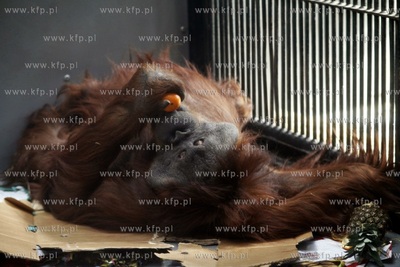 Gdanskie Zoo. 40 urodziny orangutanow Rai i Alberta.
26.03.2013
fot....