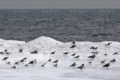 Niedziela na plazy w Gdyni Orlowie.
02.02.2014
fot....