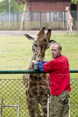 Gdańskie Zoo. Karmienie żyraf specjalnym tortem z...