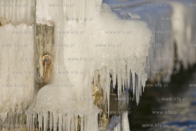 Oblodzone molo w Gdańsku Brzeźnie.
04.01.2016
fot....
