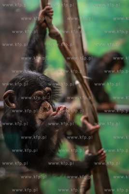 Szympansy z oliwskiego zoo.
10.01.2024
fot. Krzysztof...