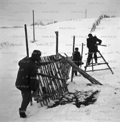 Ustawianie drewnianych plotkow zapobiegajacym tworzeniu...