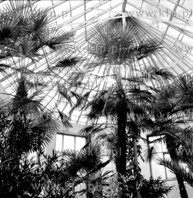 Palmy rosnace w zabytkowej palmiarni znajdujacej sie...