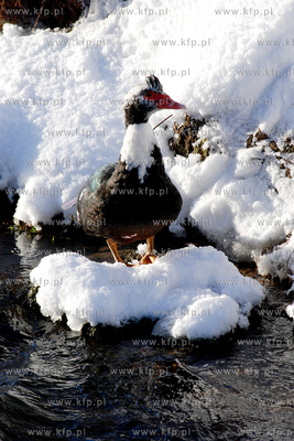Zima w Rumi. Nz. Kaczki domowe (tzw "Pekinki"} nad...