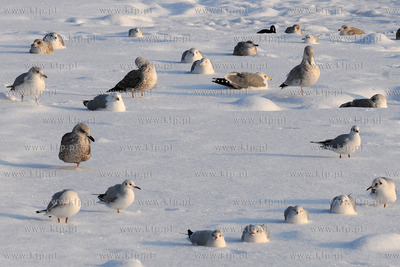 Gdynia Orlowo w zimowej szacie. Nz. ptaki na orlowskiej...