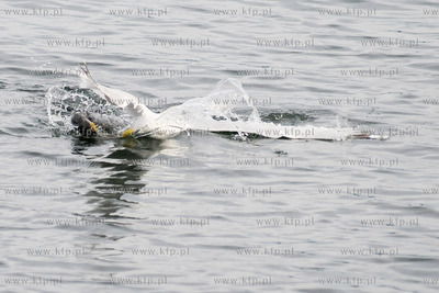 Mewa atakujaca perkoza.
15.07.2012 fot. Andrzej J....