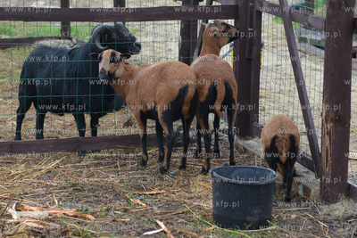 W Debogorzu Wybudowaniu (gmina Kosakowo), tuz przy...