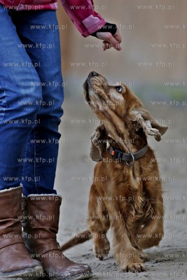 Sopot. Hipodrom. Psie zawody o Puchar Planet Pet Society...