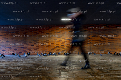 Gołębie przesiadujące w tunelu między Forum Gdańsk...