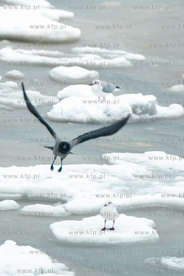 Zimowy Sopot. 13.02.2026 / fot. Anna Rezulak / KFP