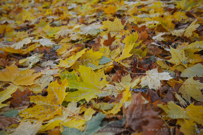 Gdansk. Park Jelitkowski.
06.11.2011
fot. Mateusz...