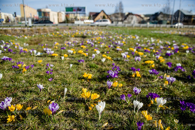 Gdynia. Chylonia. Kolorowe krokusy, ktore zakwitly...