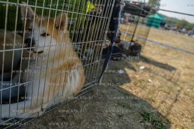 Sopot. Hipodrom. Miedzynarodowa Wystawa Psow Rasowych.
23.08.2015
fot....
