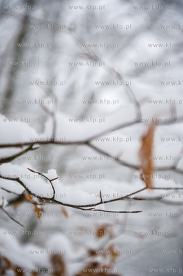 Sniezny zimowy dzien nad jeziorem Otominskim.
21.01.2016
fot....