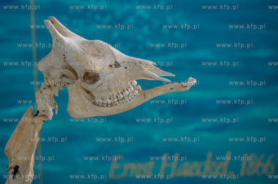 Uniwersytet Gdanski. Wydzial Biologii. Ekspozycja szkieletow...