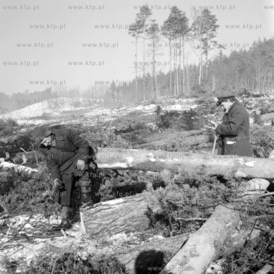Wycinka drzew w lesnictwie Rekowo kolo Koszalina. 
04.02.1976
2luty_z.kosycarz_p11
Fot....